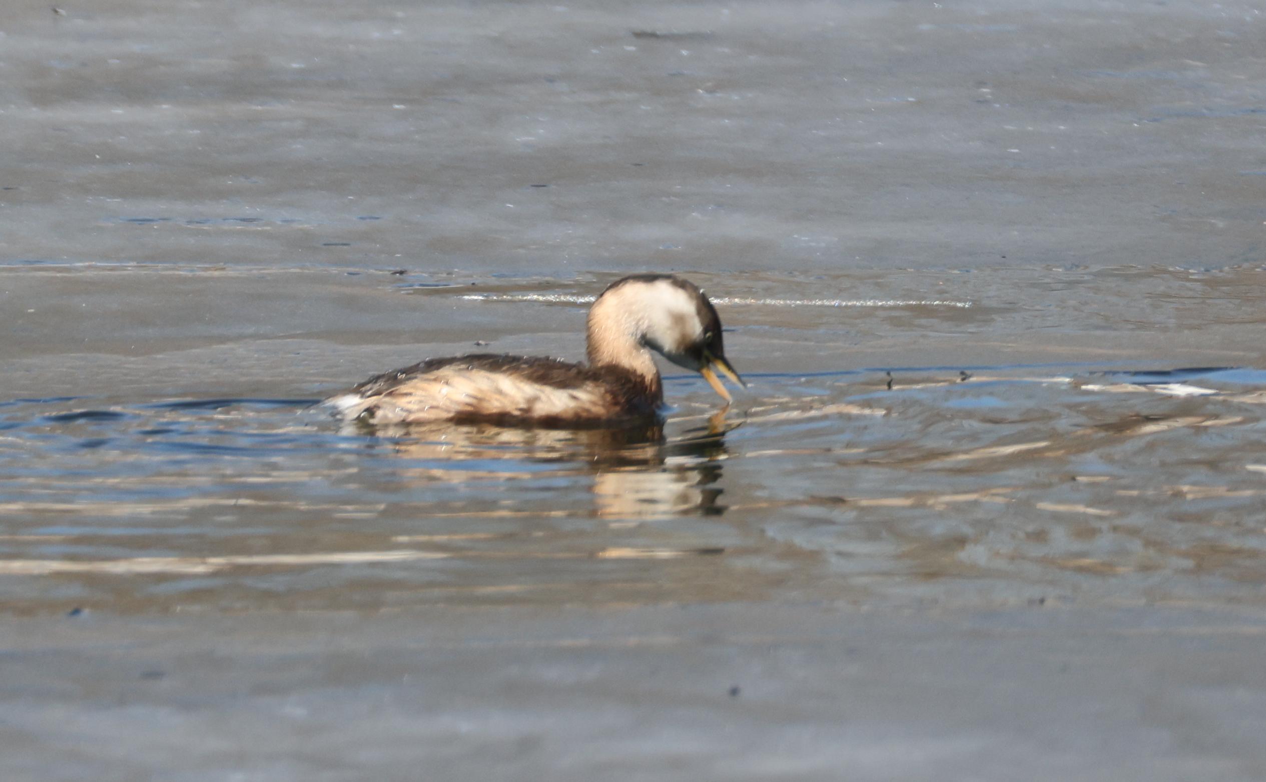 南宫官方网站-6?WyH秲嚬@^秂/?PI?V櫼婜苠鸟的简单介绍